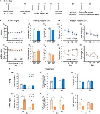 Impaired Cognitive Function and Hippocampal Changes Following Chronic Diazepam Treatment in Middle-Aged Mice